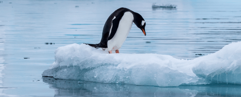 Антарктика втрачає морський лід рекордними темпами: океан стає солонішим і гріє планету