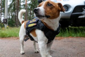 Українець знайшов справжній фан-клуб пса Патрона: відео насмішило мережу