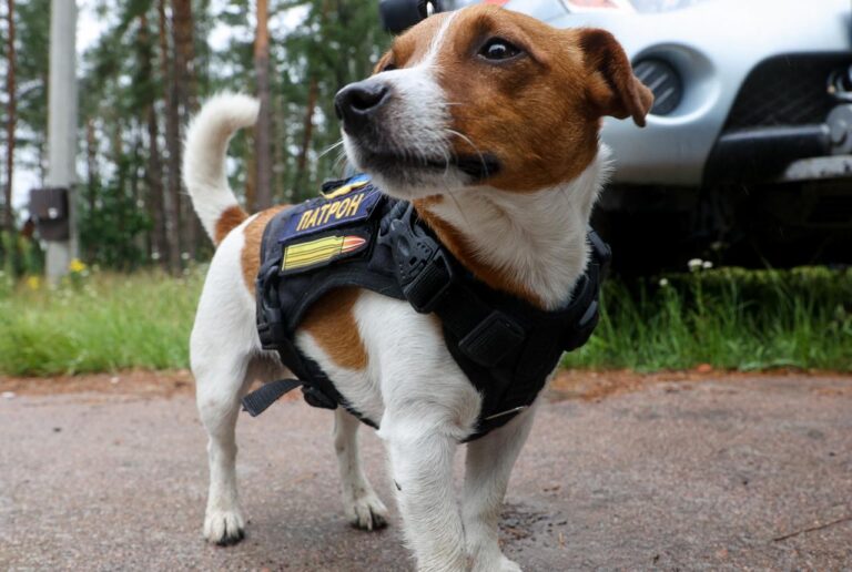 Українець знайшов справжній фан-клуб пса Патрона: відео насмішило мережу