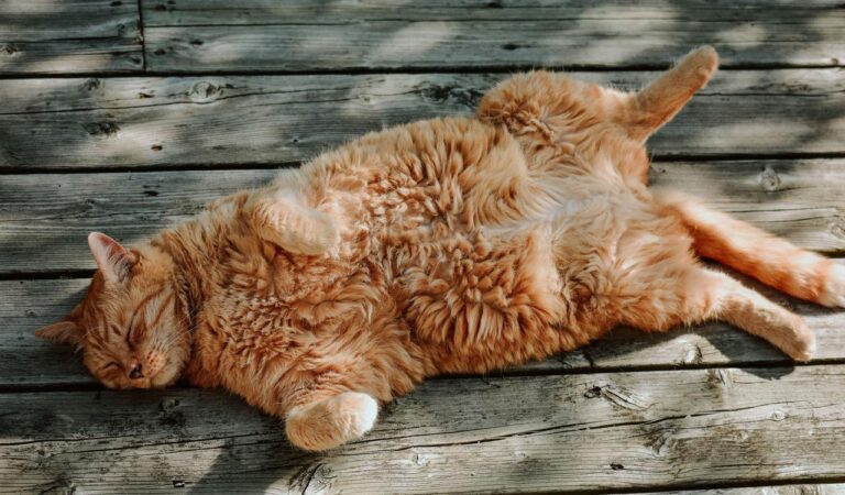 Кошеня, що спить на спині, стало зіркою Мережі (Фото)