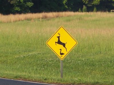 15 абсурдних і дивних дорожніх знаків, в існування яких важко повірити - фото 748244