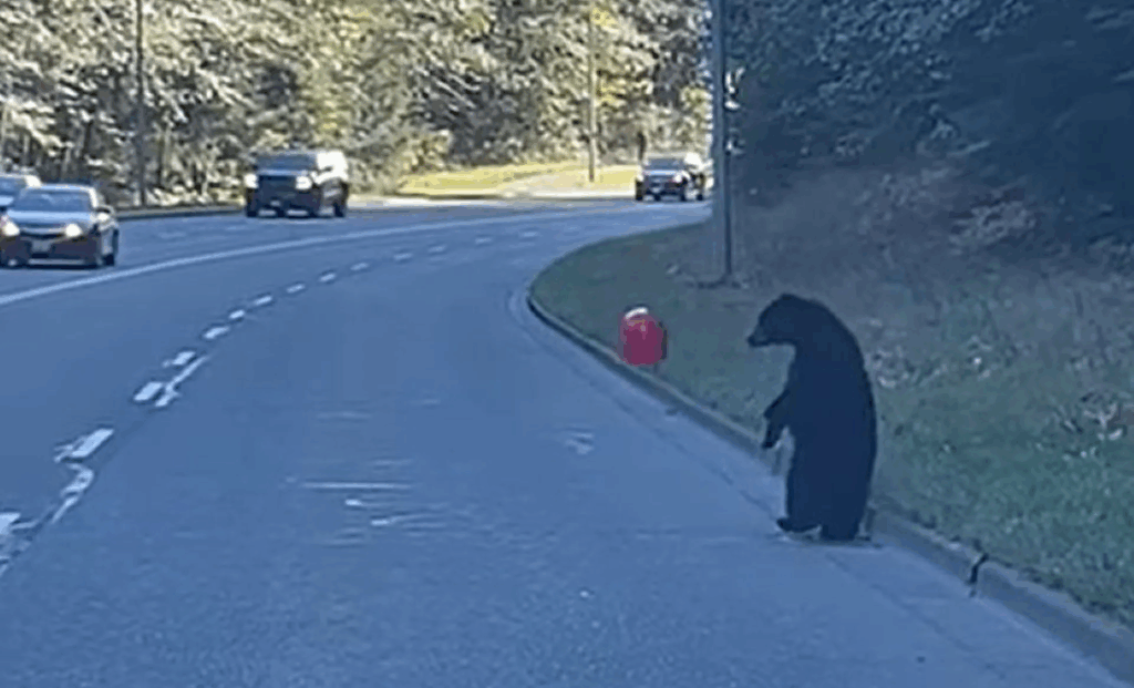 У США ведмежа помітило червону кульку на дорозі та погралося з нею (Відео)