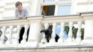Собака з балкона тренує перехожих кидати м'яч - нова зірка соцмереж