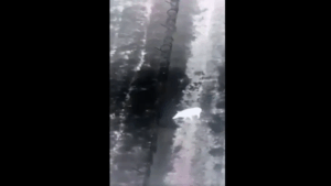 Кабан-порушник на кордоні: прикордонники показали "втечу" тварини до Румунії