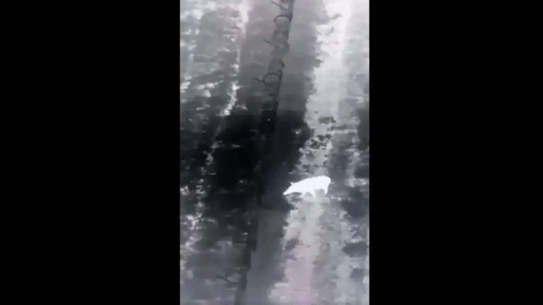 Кабан-порушник на кордоні: прикордонники показали "втечу" тварини до Румунії