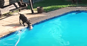 Зворушливе відео — стаффордширський тер’єр врятував шпіца від утоплення в басейні