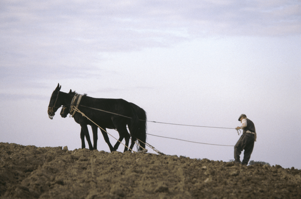 Як мешканці Карпатського басейну 5000 років зберігали рівність, попри технологічний прогрес Як мешканці Карпатського басейну 5000 років зберігали рівність, попри технологічний прогрес