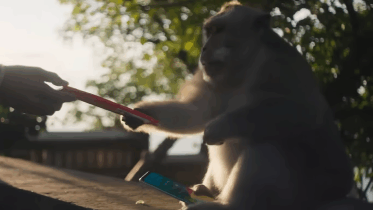 Мавпочка вкрала у росіянки золотий iPhone