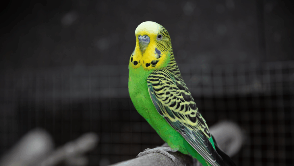 Папуга, що говорить, допоміг жінці викрити подружню зраду Папуга, що говорить, допоміг жінці викрити подружню зраду