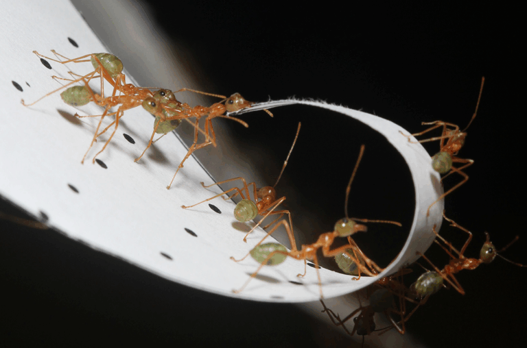 Мурахи-кравці: як командна робота робить їх надсильними