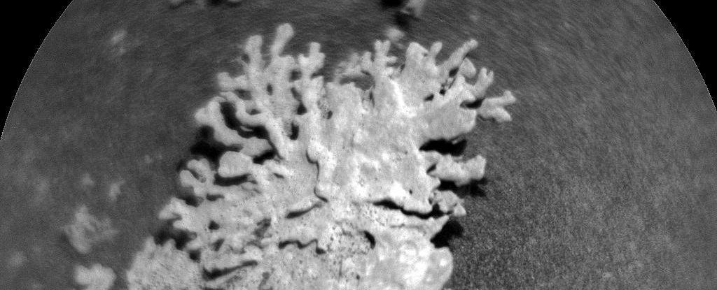 На Марсі виявили камінь, схожий на корал: відкриття марсохода Curiosity
