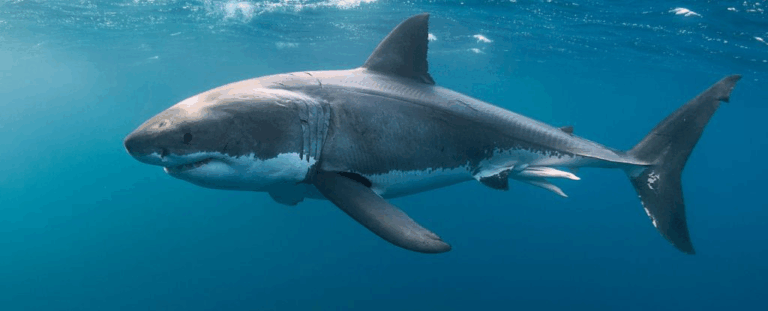 Генетична загадка: вчені виявили три різні групи білих акул, але не можуть пояснити чому