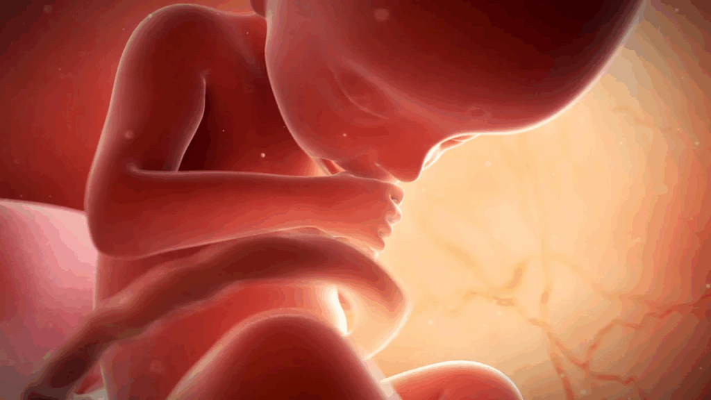 Вчені вперше зняли на відео момент імплантації людського ембріона: прорив у репродуктивній медицині