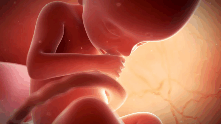 Вчені вперше зняли на відео момент імплантації людського ембріона: прорив у репродуктивній медицині