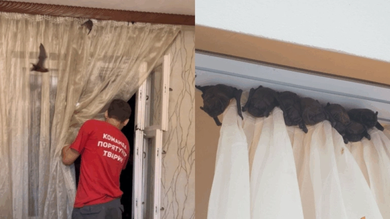 Українців закликають зачиняти вікна — почалася сезонна міграція кажанів (Фото)