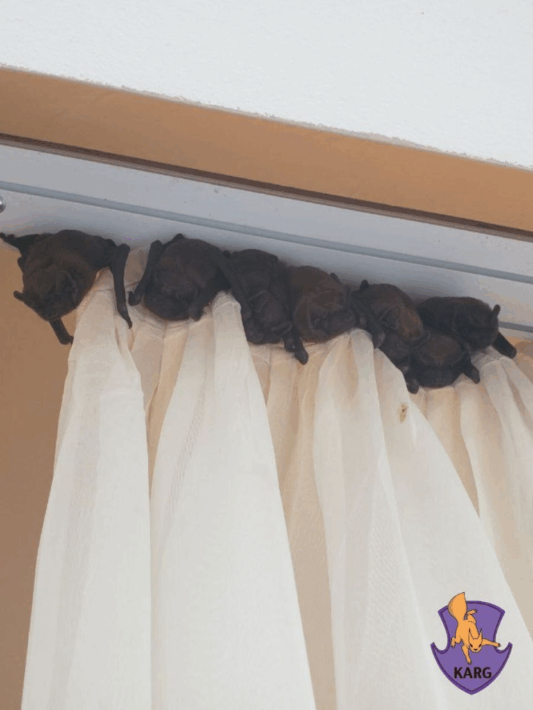 Українців закликають зачиняти вікна — почалася сезонна міграція кажанів (Фото)