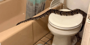 У США чоловік знайшов у своїй ванній кімнаті півтораметрового пітона