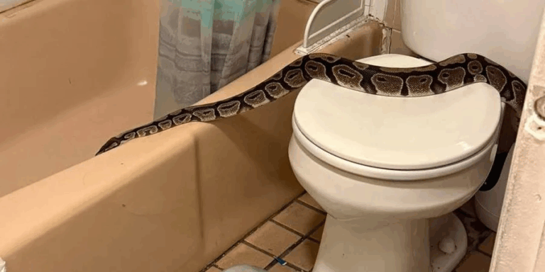 У США чоловік знайшов у своїй ванній кімнаті півтораметрового пітона