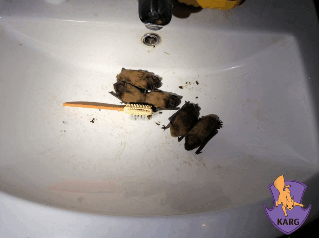 Українців закликають зачиняти вікна — почалася сезонна міграція кажанів (Фото)