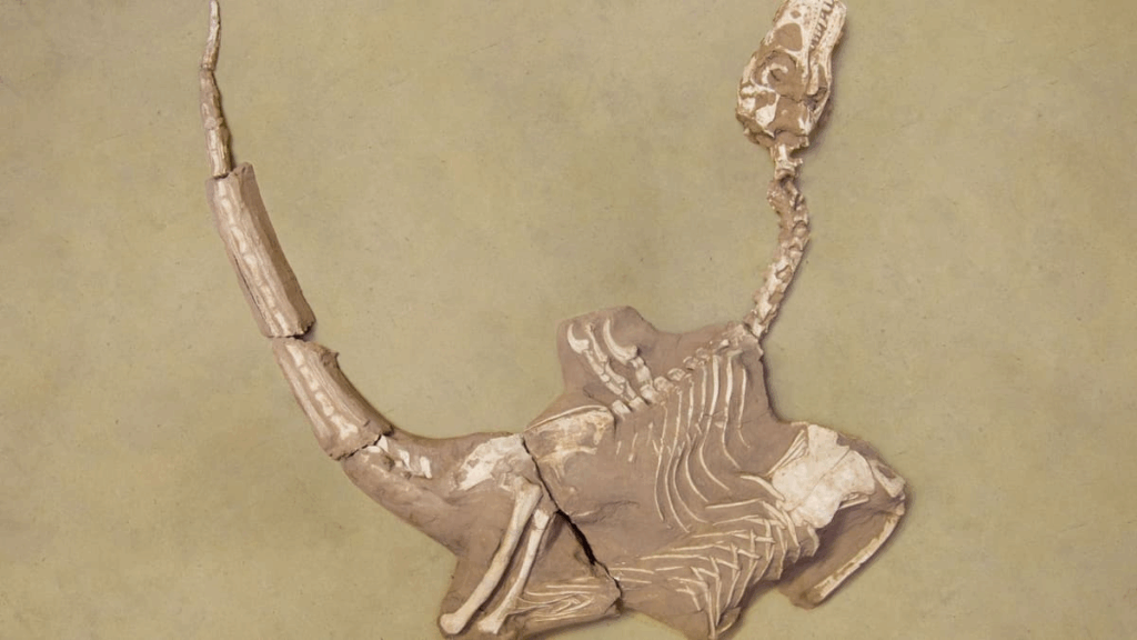 У Монголії відкрили динозавра з масивними кігтями, який жив 75 мільйонів років тому