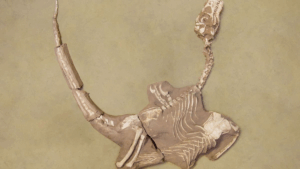 У Монголії відкрили динозавра з масивними кігтями, який жив 75 мільйонів років тому