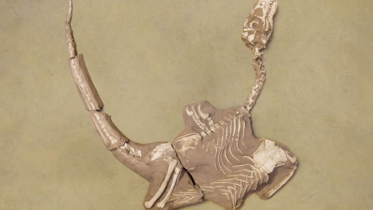 У Монголії відкрили динозавра з масивними кігтями, який жив 75 мільйонів років тому