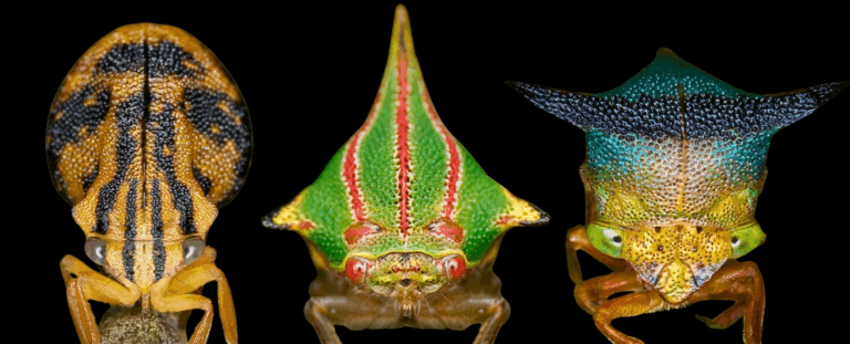 Це не «роги», а антени: навіщо цикадкам дивні шоломи — відповідь у новому дослідженні