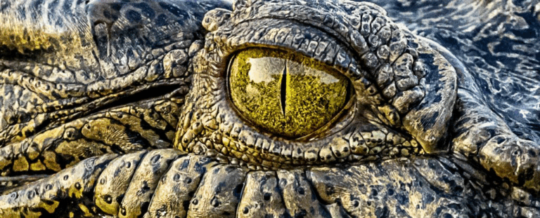 TOП-7 тварин, через які люди гинуть найчастіше: несподіваний рейтинг Австралії