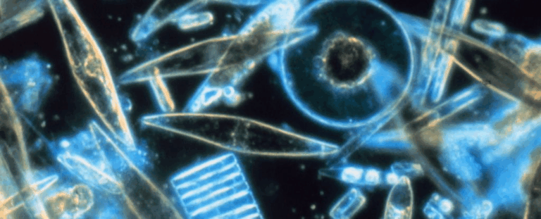 Супутники плутали кальцит із кремнеземом: нові дані з Південного океану