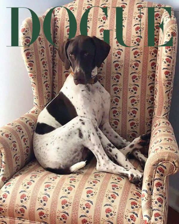 Журнал Vogue обрав найстильніших песиків планети (Фото)