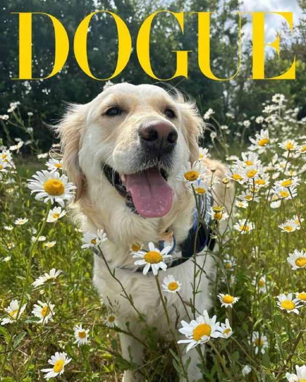 Журнал Vogue обрав найстильніших песиків планети (Фото)
