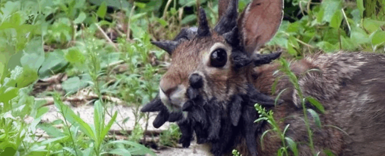 «Кролі з рогами» налякали мережу в США