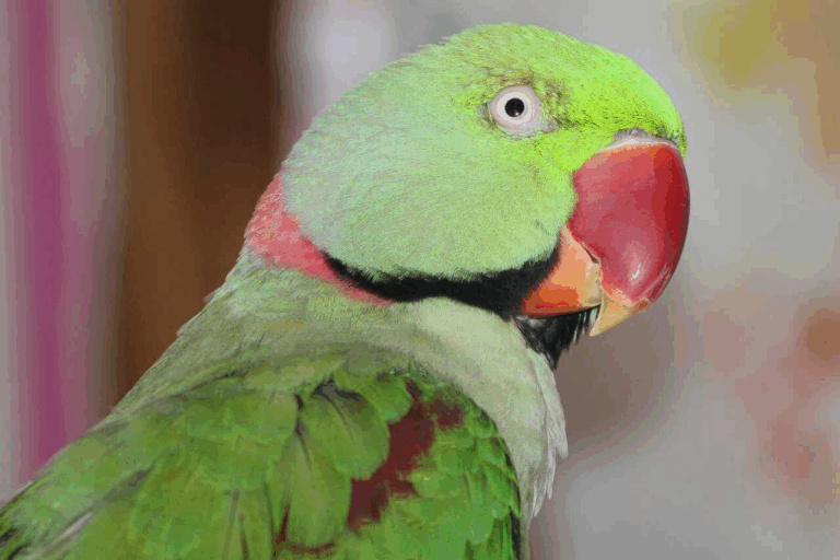 «Влучив у точку»: реакція папуги на обстріл у Дніпрі розсмішила соцмережі