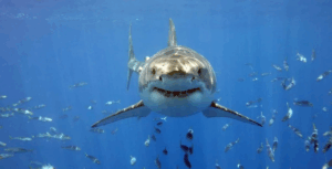 Незвичайна "акула" помічена в Чорному морі. Морський курйоз завірусився у мережі (Відео)