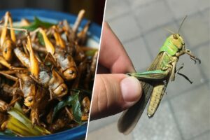 Із часником по-українські: у ресторанах Дніпра почали готувати страви з сарани