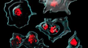 Тромбоцити можуть стати новою зброєю проти раку