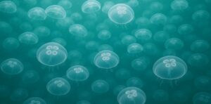 Медузи зупинили найбільшу АЕС Франції