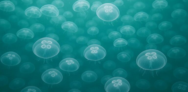 Медузи зупинили найбільшу АЕС Франції