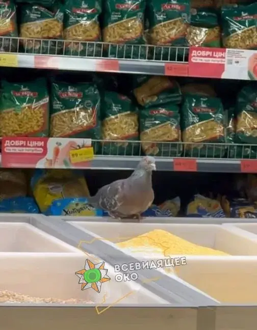 "Всім стояти! Це пограбування!". Голуб залетів у супермаркет та насмішив українців (Фото)