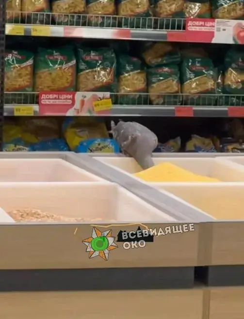 "Всім стояти! Це пограбування!". Голуб залетів у супермаркет та насмішив українців (Фото)
