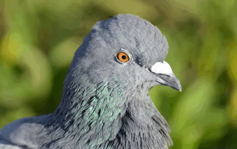"Всім стояти! Це пограбування!". Голуб залетів у супермаркет та насмішив українців (Фото)