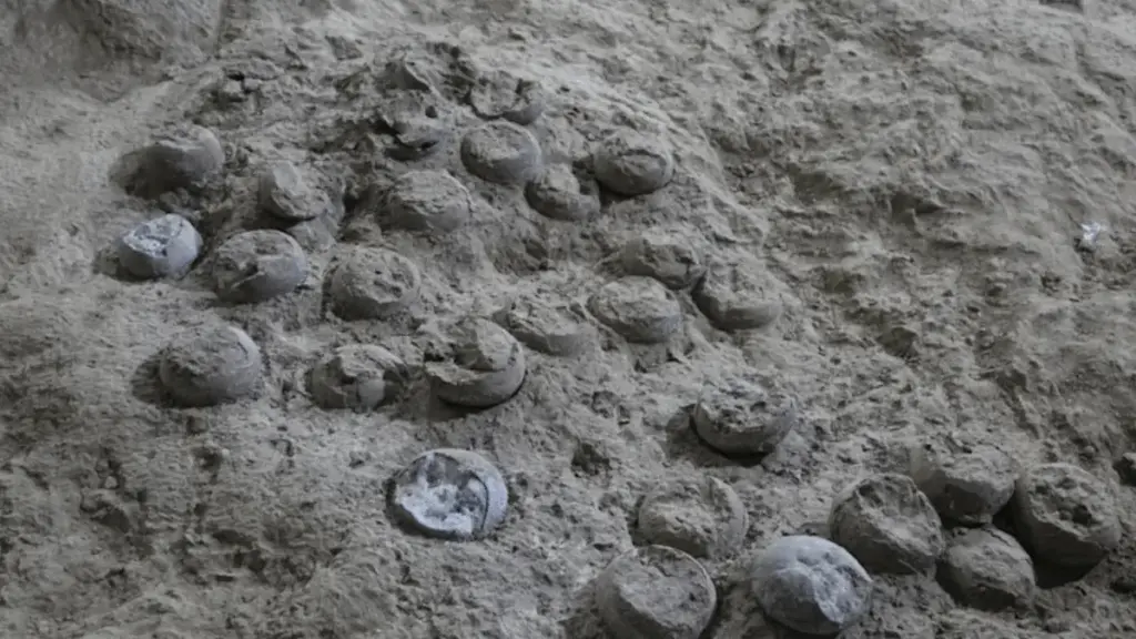 Вперше точно датували яйця динозаврів лазерним методом