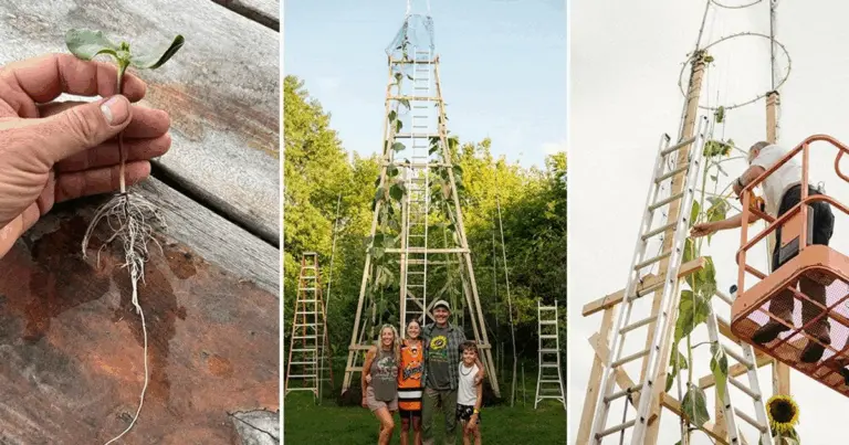 Заввишки з триповерховий будинок: українець виростив найвищий соняшник в історії (Фото)