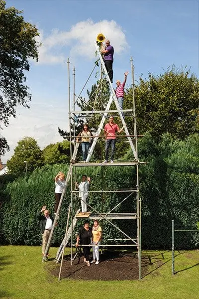 Заввишки з триповерховий будинок: українець виростив найвищий соняшник в історії (Фото)