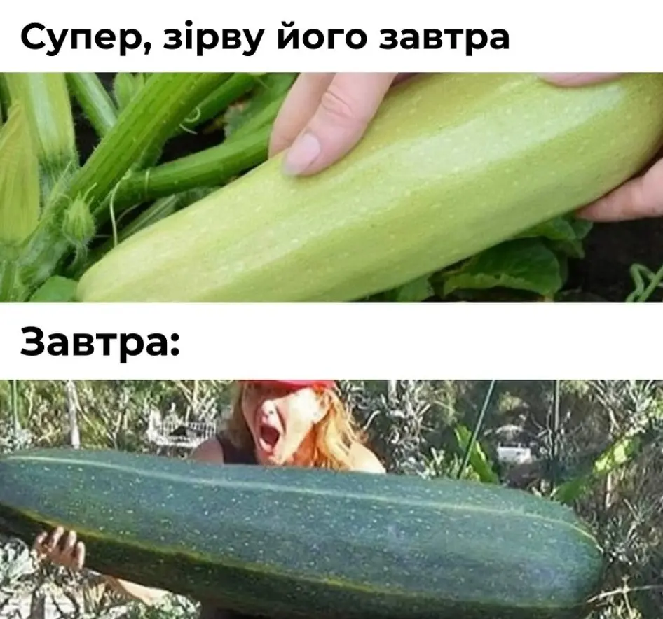 "Який рік, такий і врожай": найкращі меми та жарти про те, як дачники борються за кожен помідор
