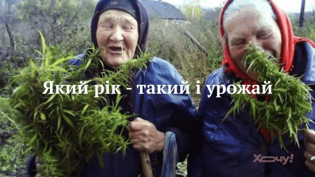 "Який рік, такий і врожай": найкращі меми та жарти про те, як дачники борються за кожен помідор