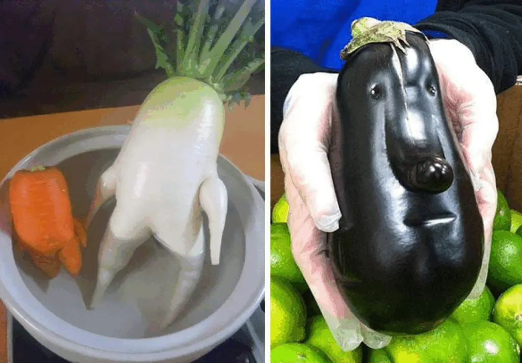 "Який рік, такий і врожай": найкращі меми та жарти про те, як дачники борються за кожен помідор