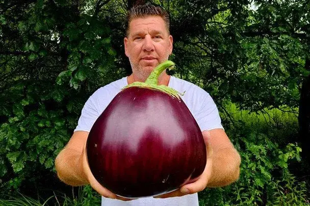 Скільки важить найбільший у світі баклажан Скільки важить найбільший у світі баклажан