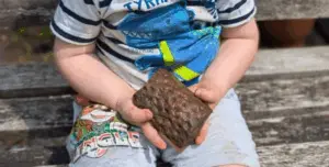 "До ери динозаврів": дитина знайшла у власному саду скам'янілість, якій понад 300 млн років