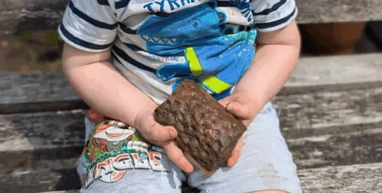 "До ери динозаврів": дитина знайшла у власному саду скам'янілість, якій понад 300 млн років